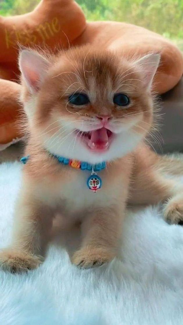 Social gatinho fofo