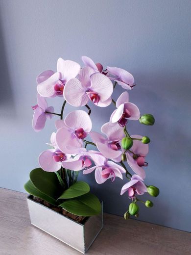 Orquídeas azul