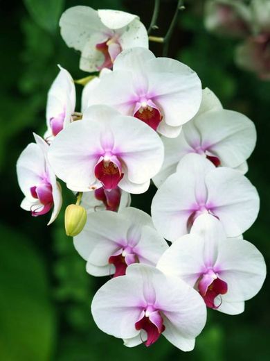 Orquídeas branca