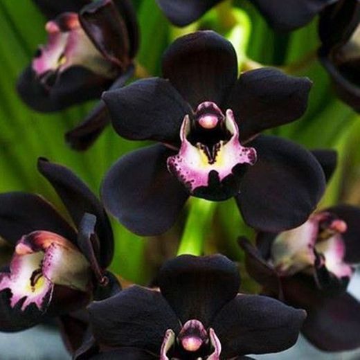 Orquídeas negras 