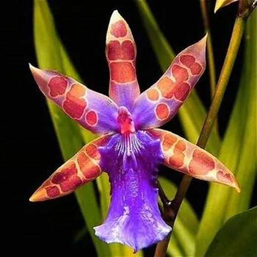 Orquídeas exóticas 