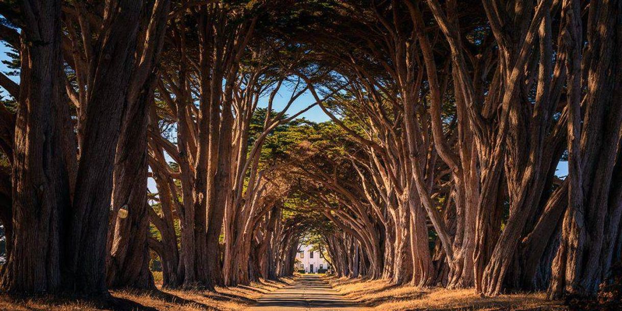 Lugar Cypress Tree Tunnel