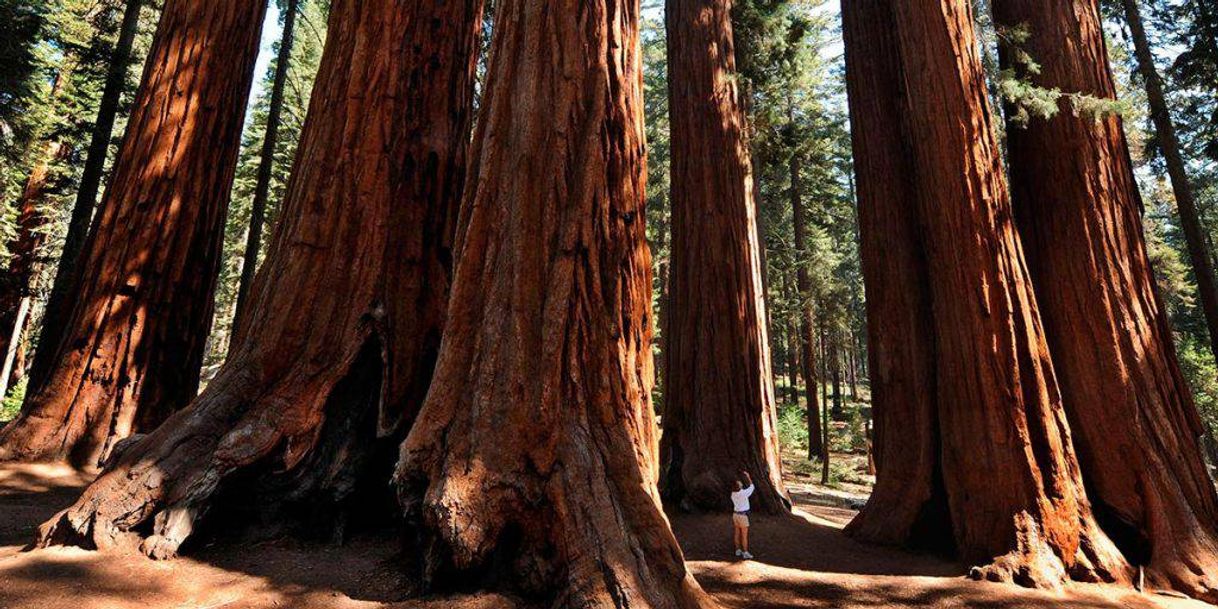 Lugar Sequoia National Park