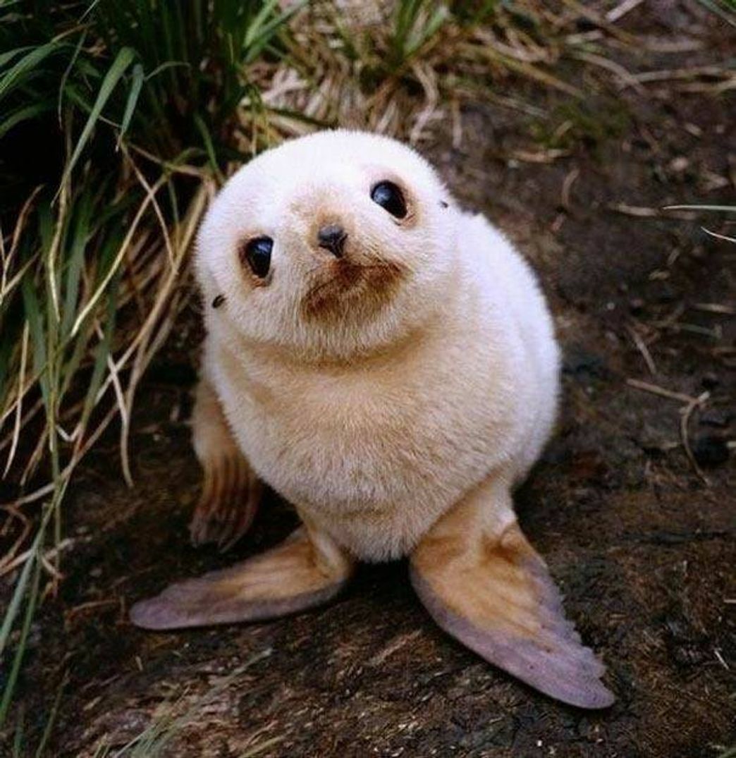 Fashion Seal