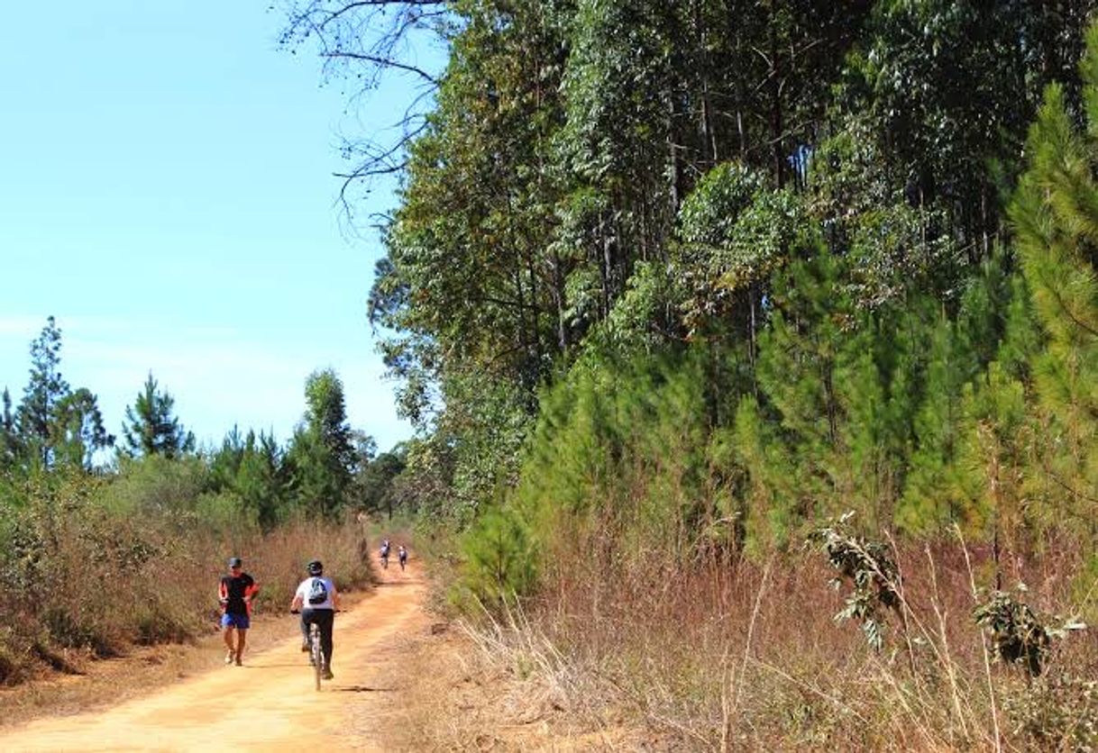 Lugar Floresta Nacional de Brasília (FLONA)