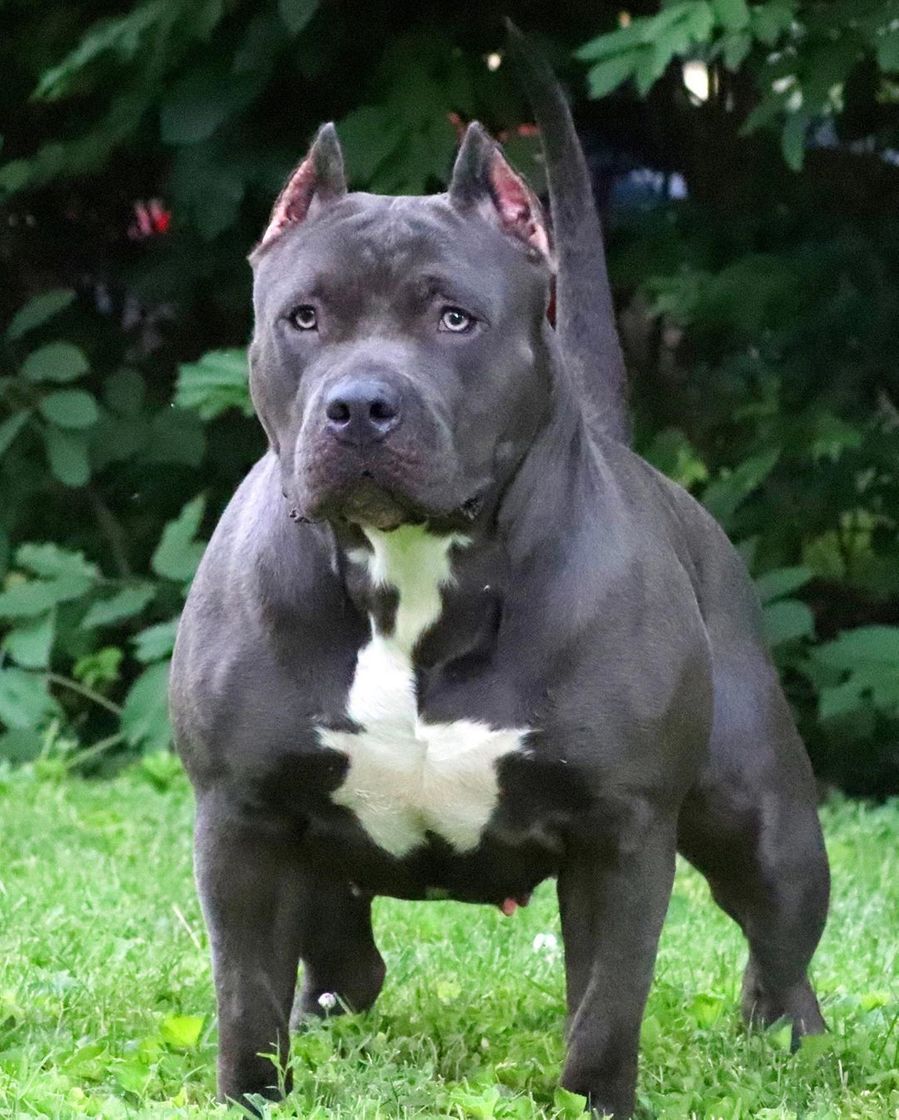 Fashion Pitbul monster blue