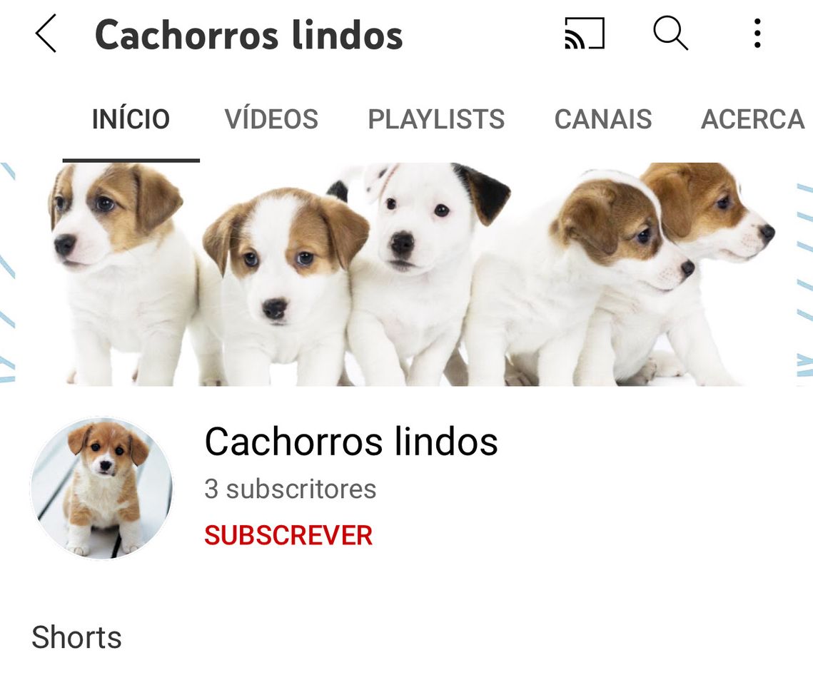 Moda Canal do YouTube cachorro lindos