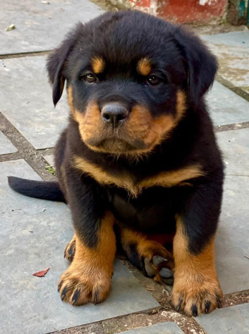 Moda Cachorros fofinhos 