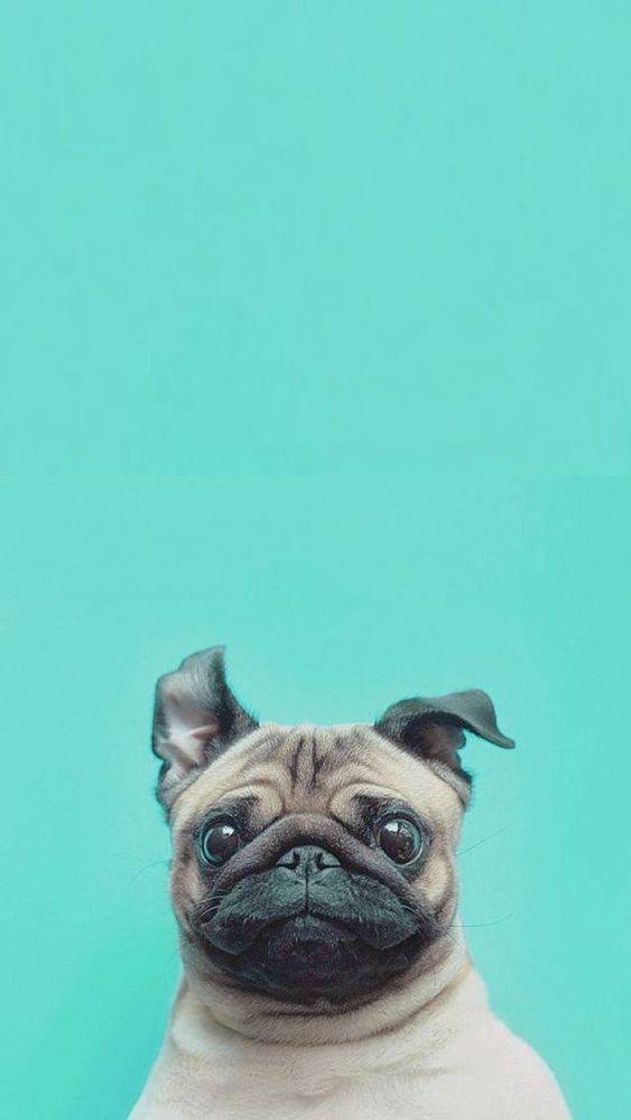 Social 🐕