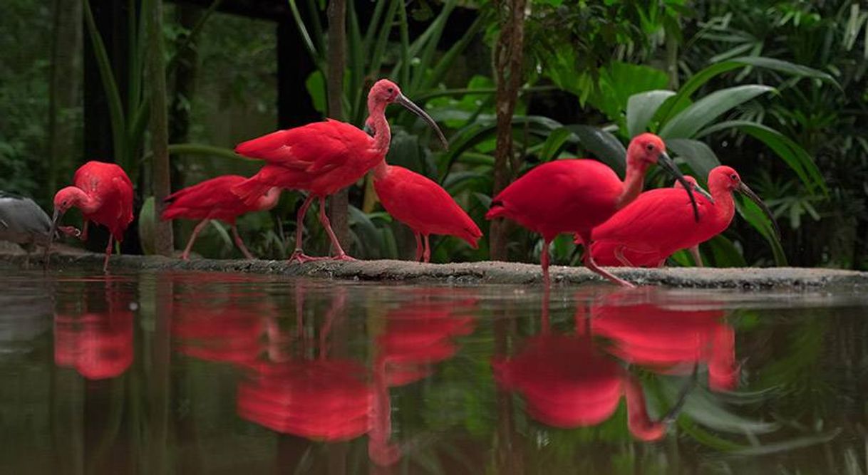 Place Parque das Aves