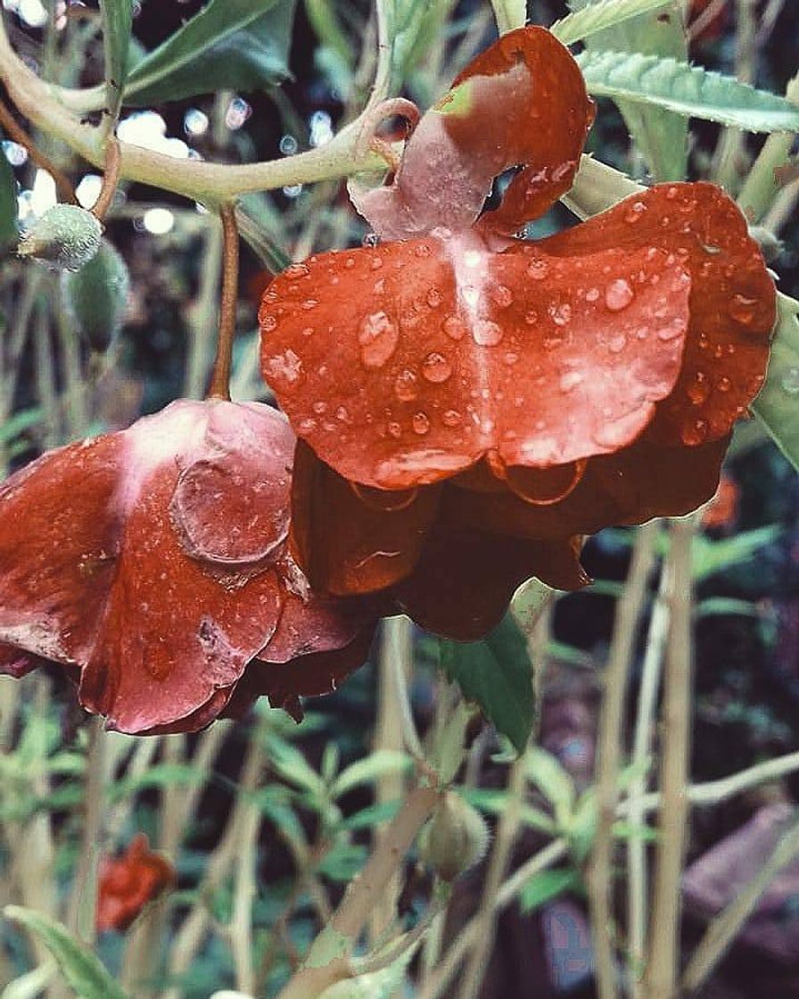 Moda Enviaflores.com | Flores a domicilio en todo México | ¡Envía Hoy!