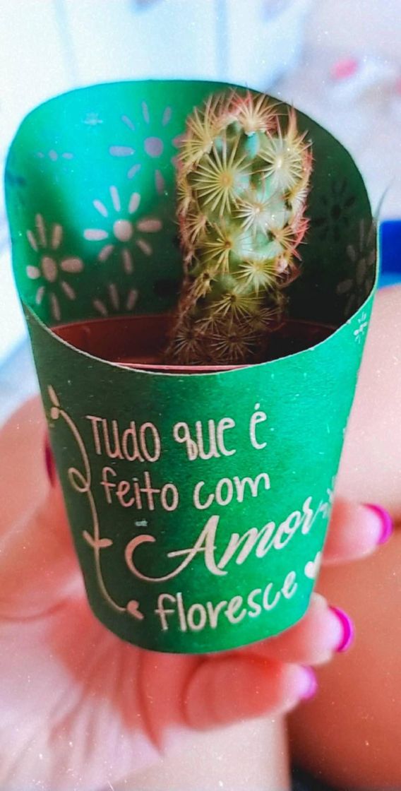 Moda Instagram com lindos cactos ❤️