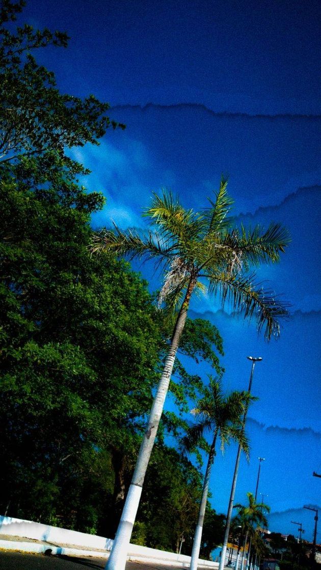 Social Wallpaper que eu mesma tirei a foto e editei.