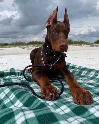 Dobermann 