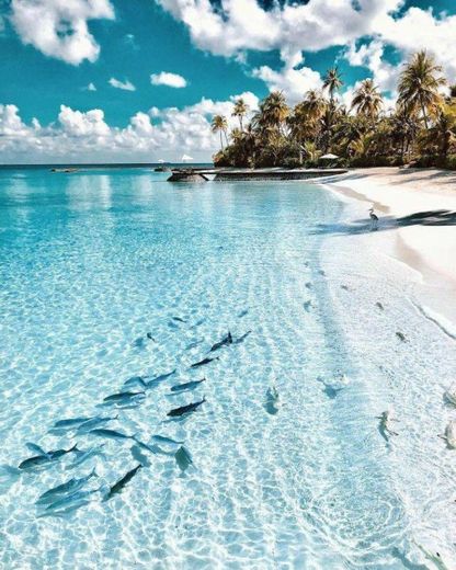Uma viagem as ilhas Maldivas vc toparia?