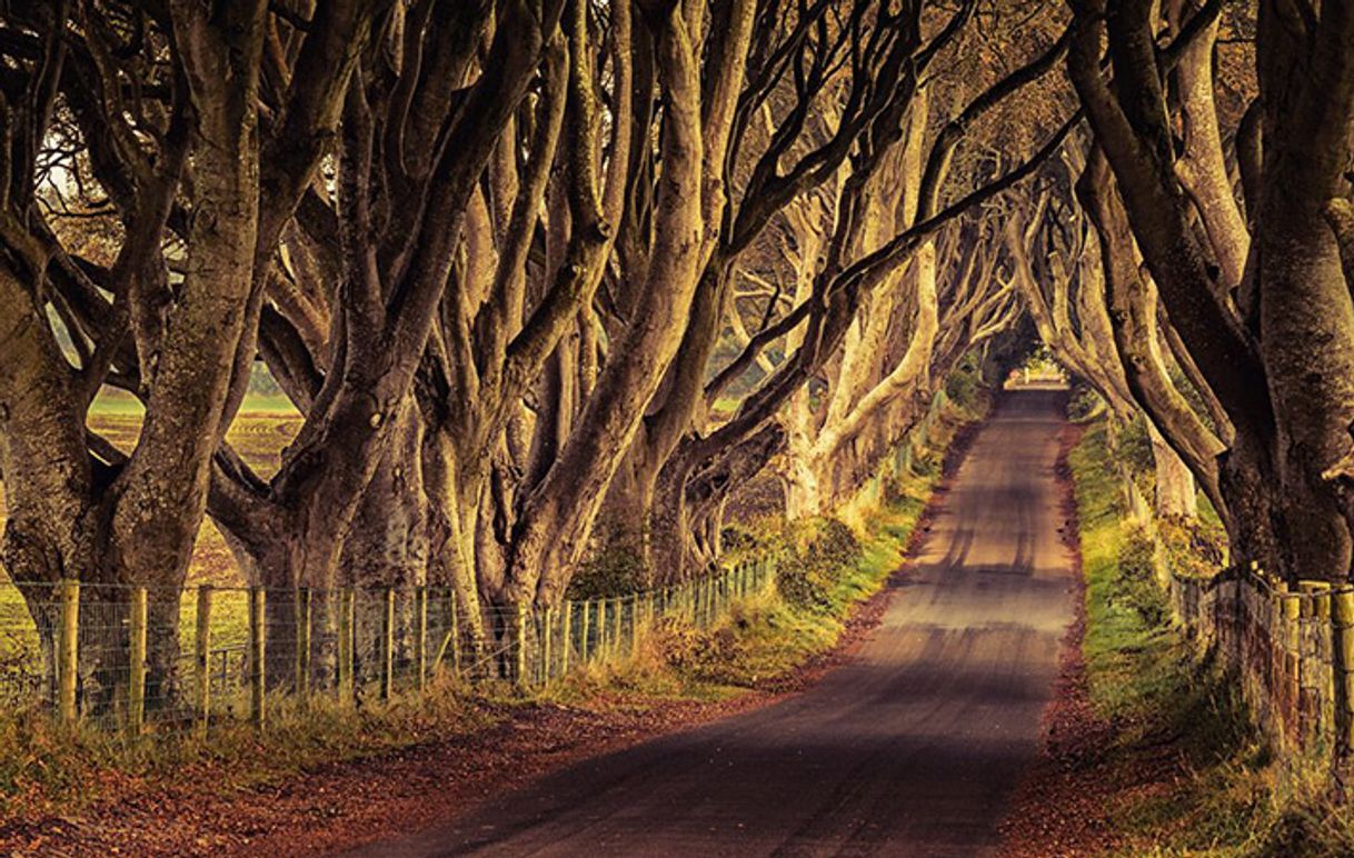 Place The Dark Hedges