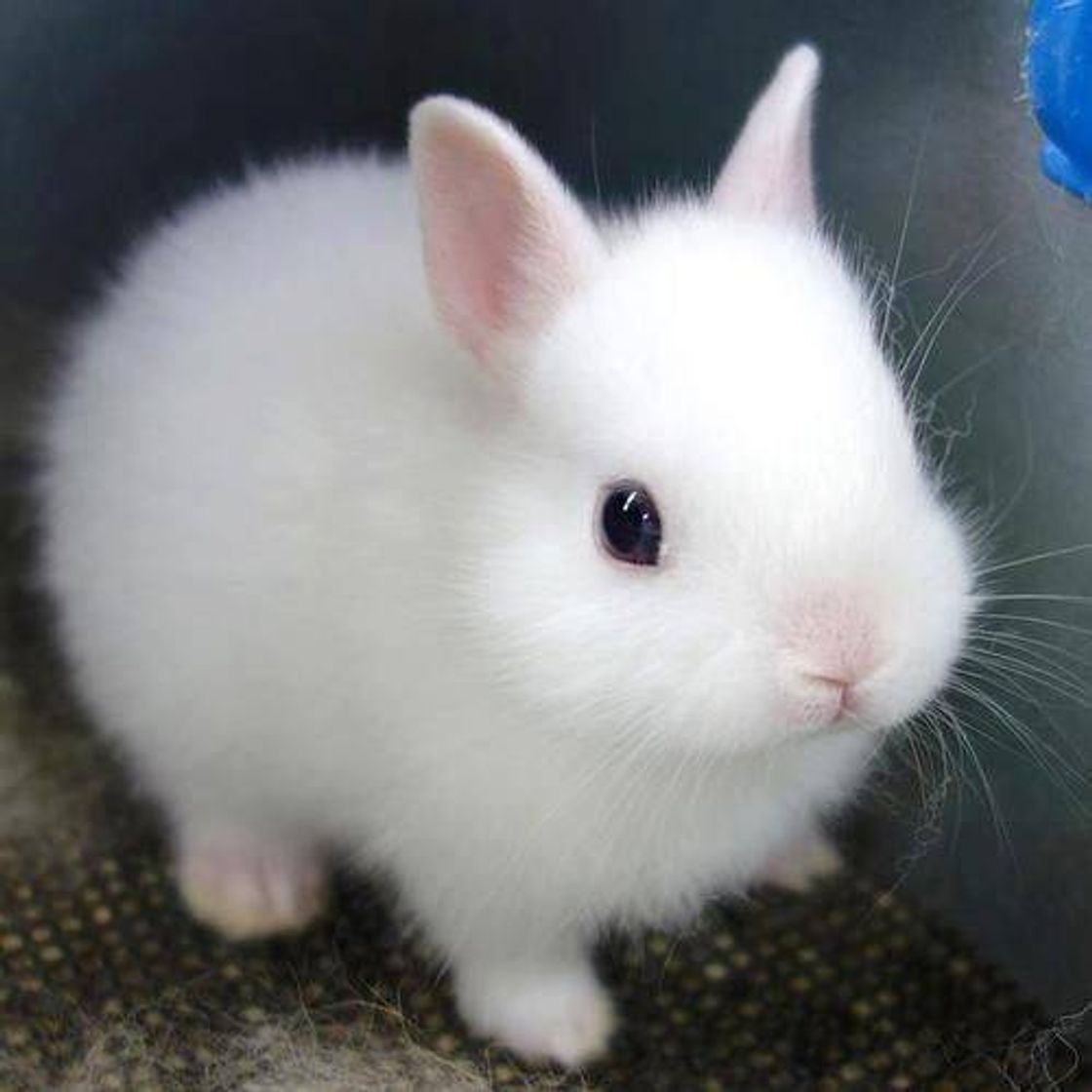 COELHINHO🐇