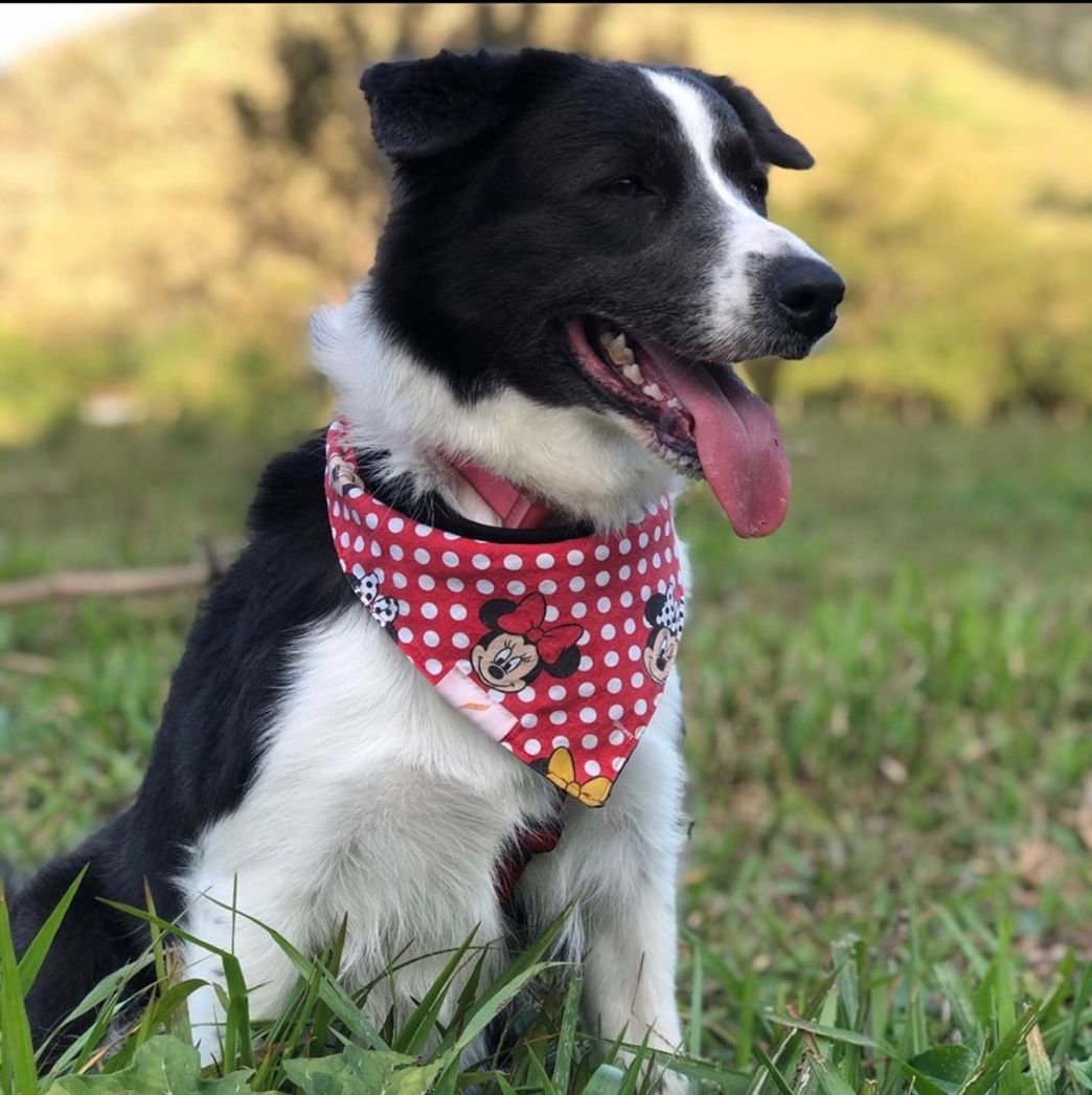 Moda Border collie 🐾