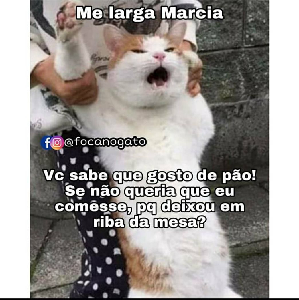 Moda Meme de gatos