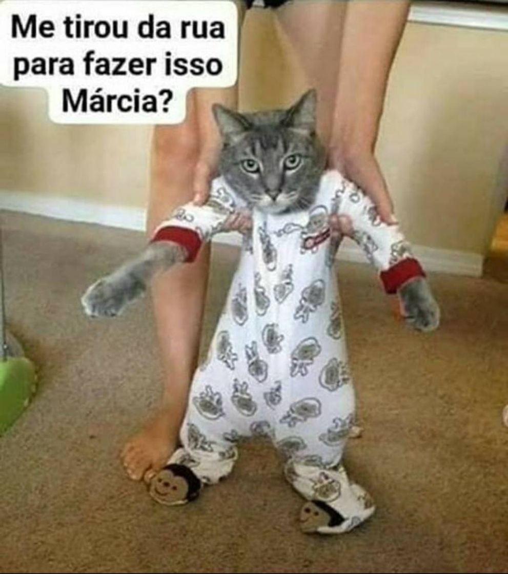 Moda Memes de cat