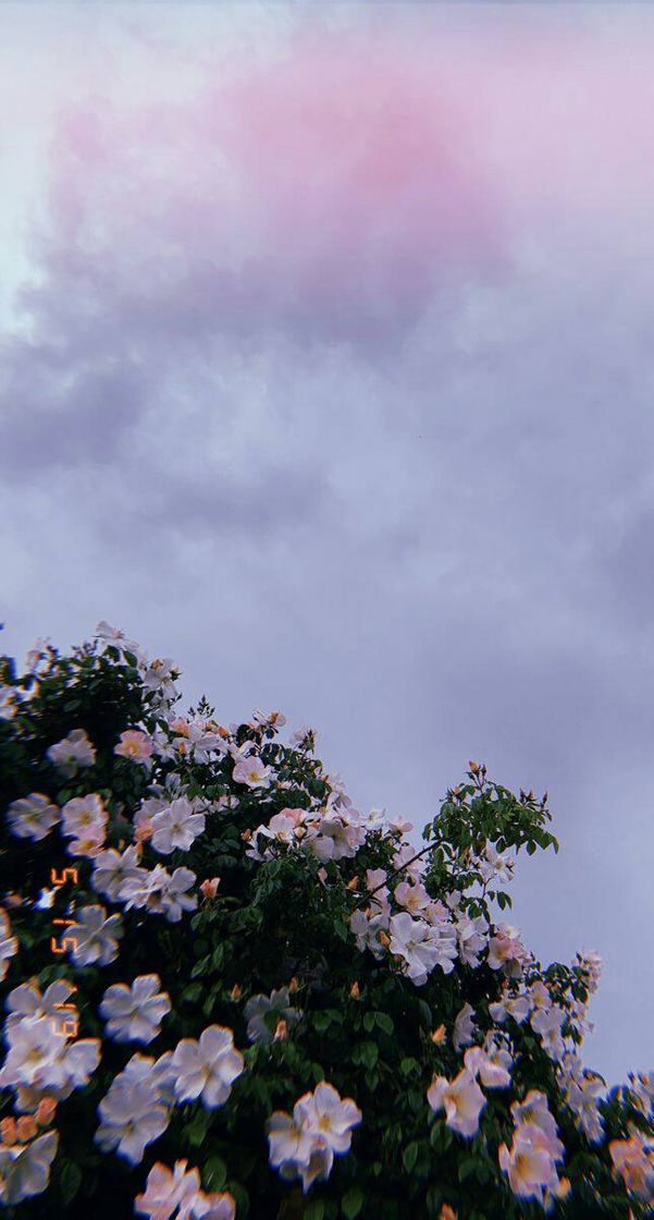 Social Wallpaper 