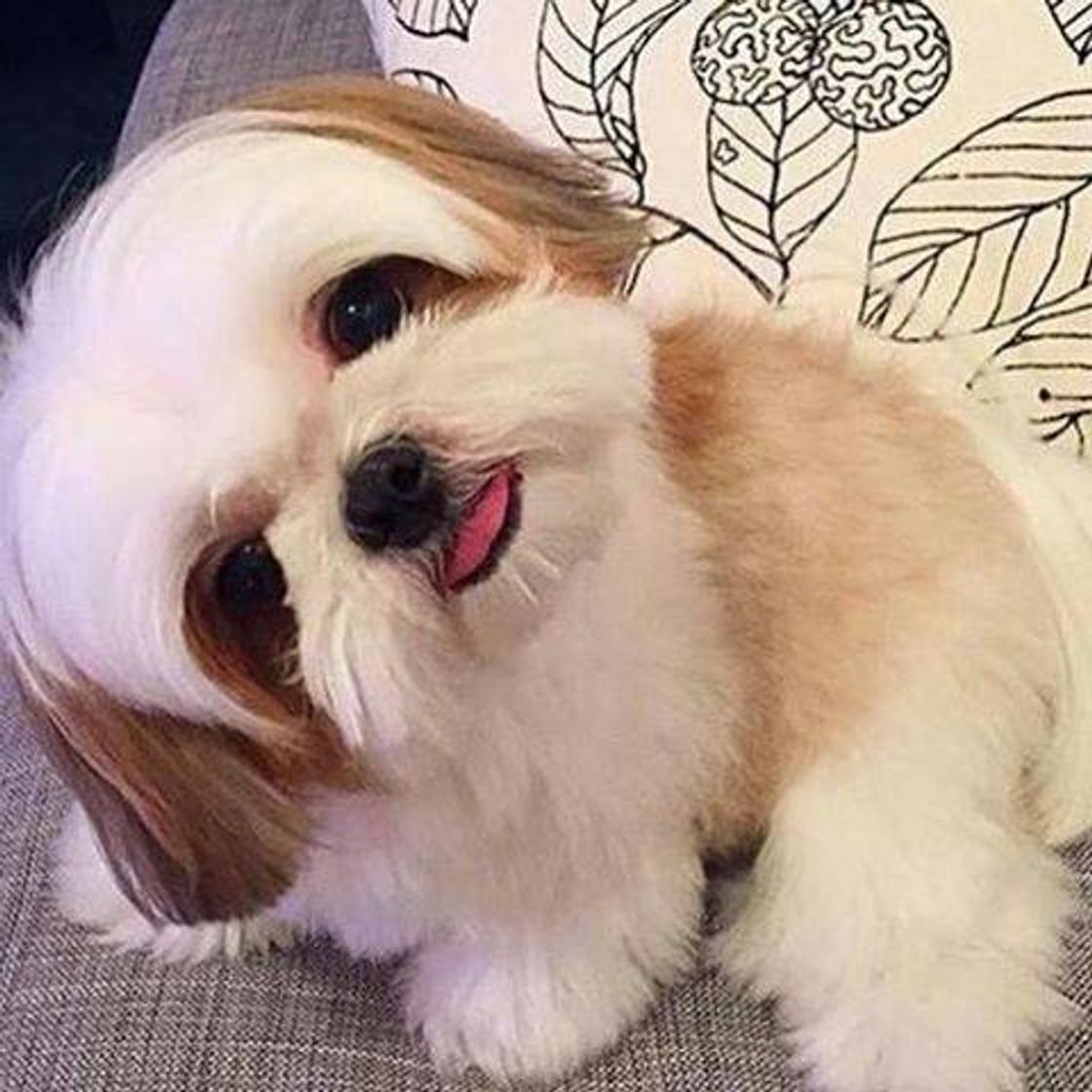 Social Una pra você rsrsrs 🐶