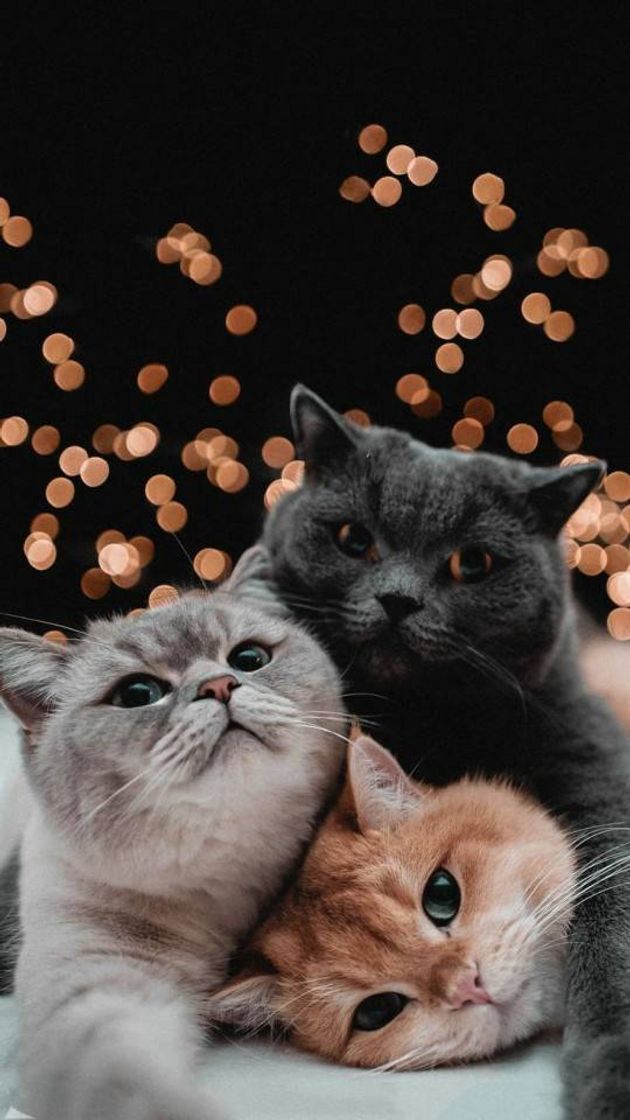 Social Que família linda 😻