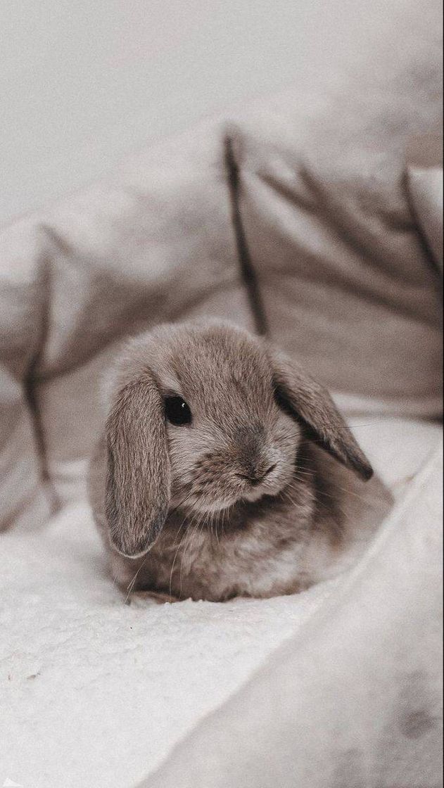 Social Apaixonada estou 🐰