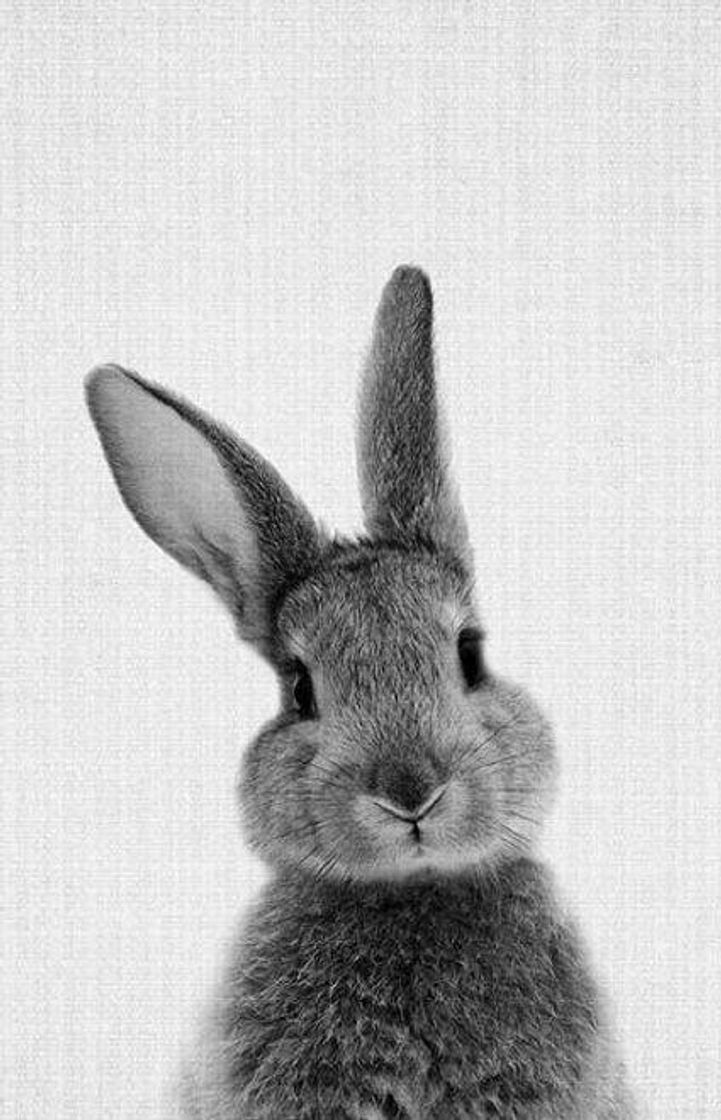 Social Adota eu 🐰