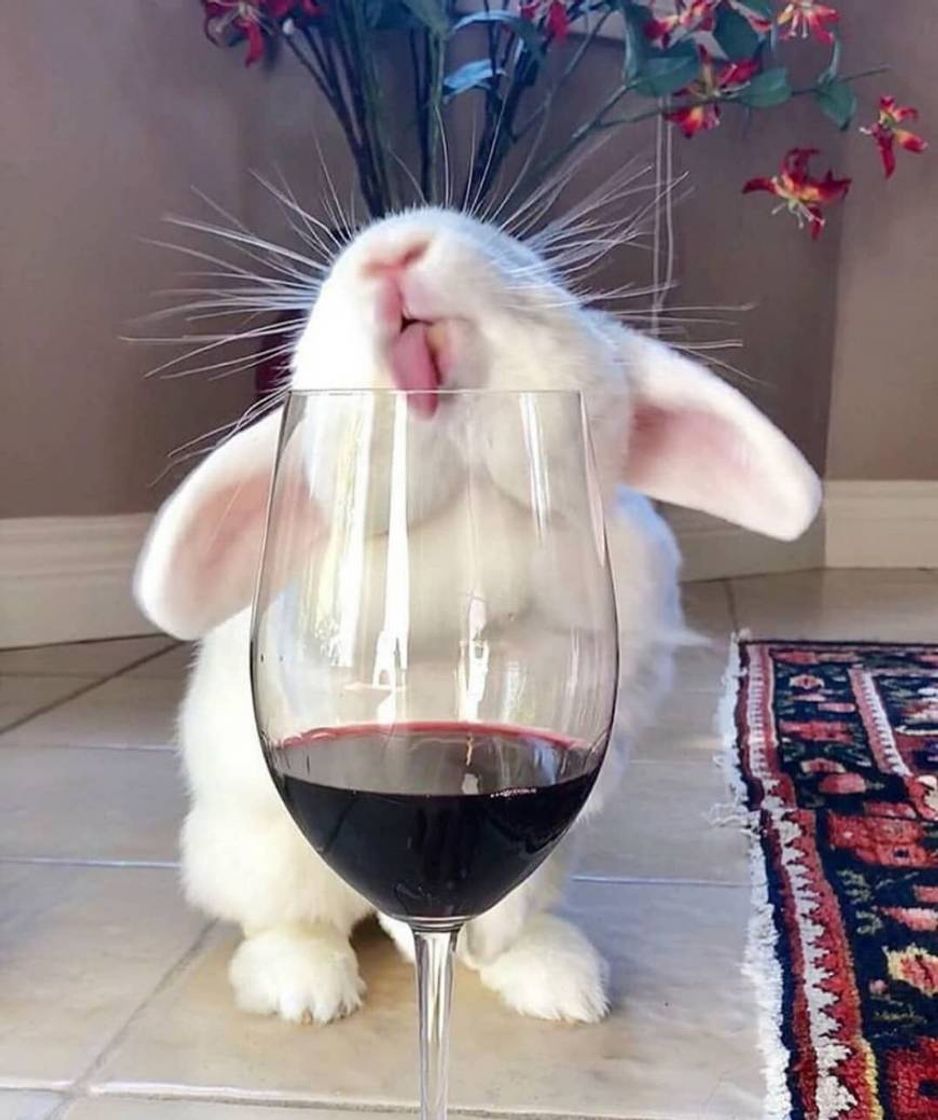 Moda Vamos nos deliciar com esse vinho 🐰