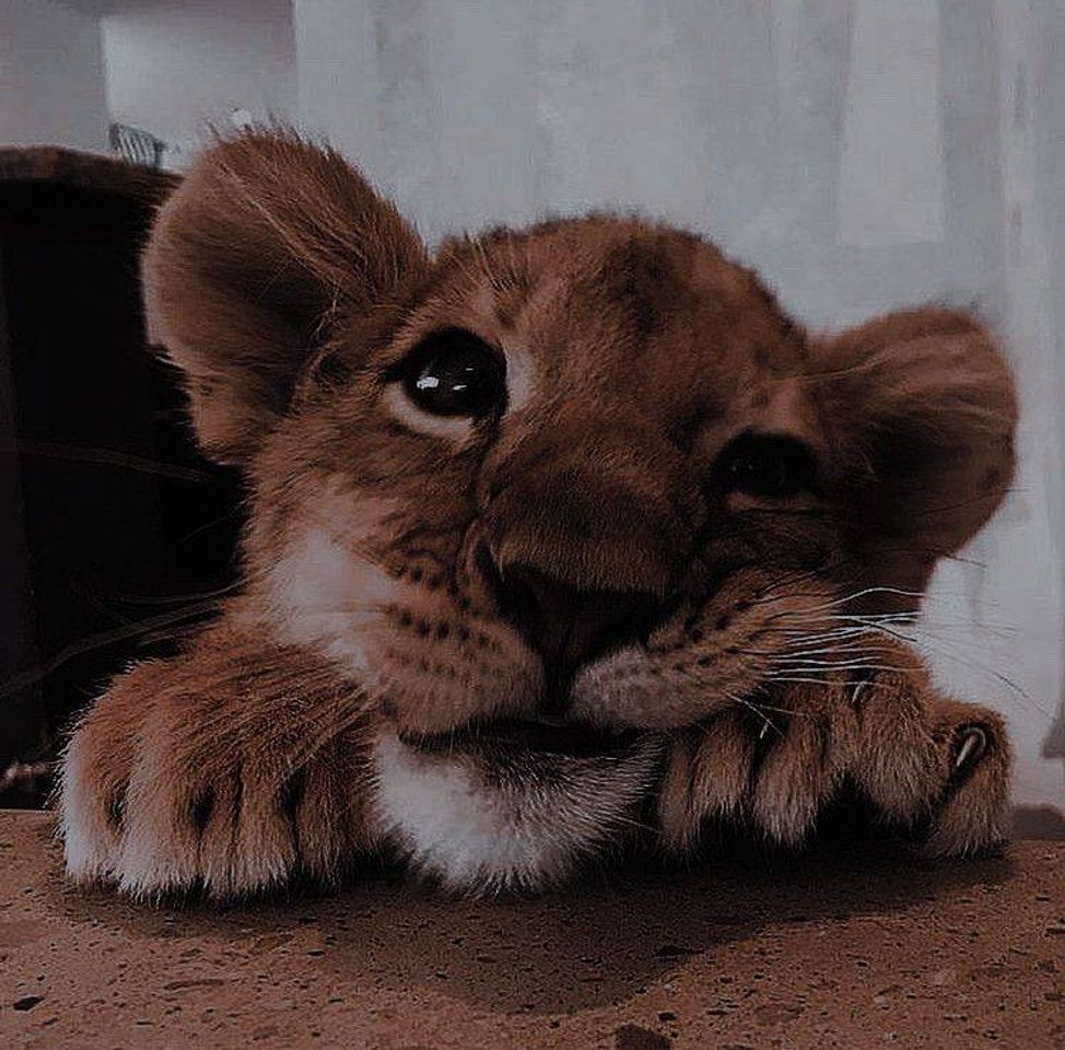 Social Oi humanos bom dia 🦁