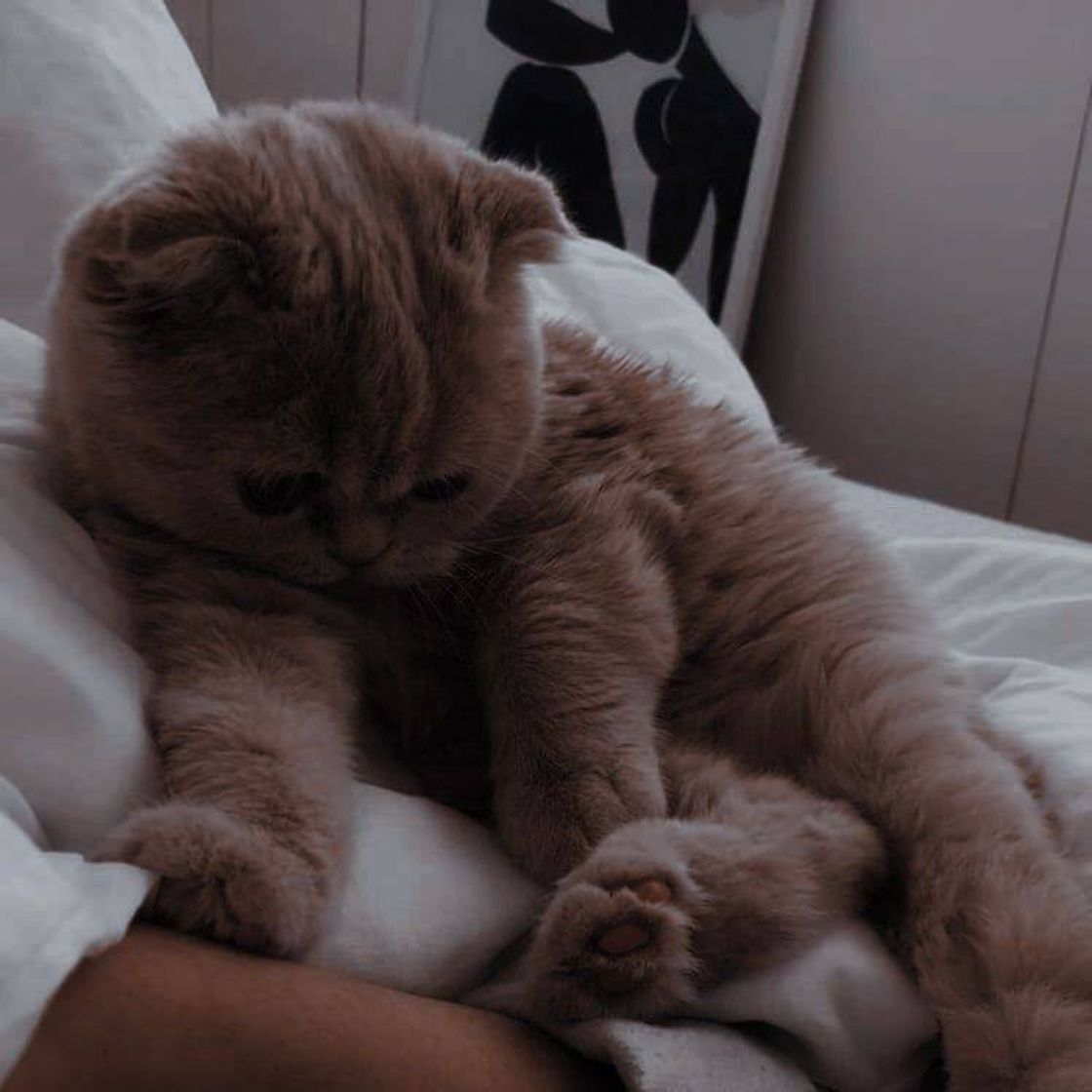 Social Cute 😻 