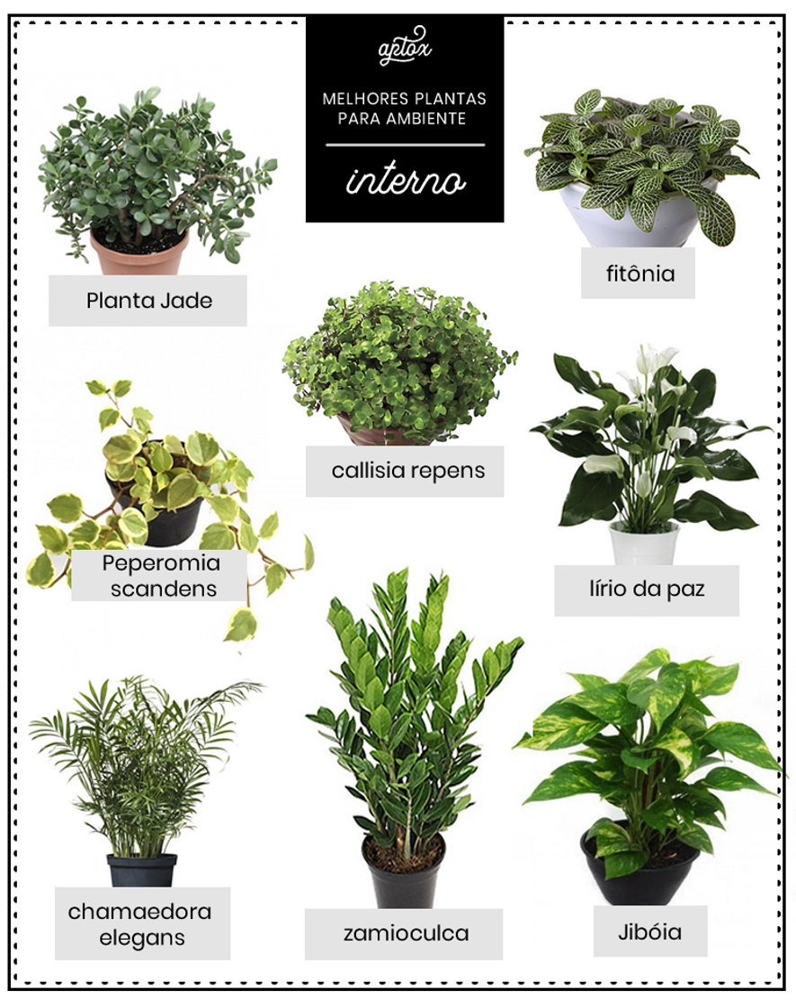 Fashion Plantas