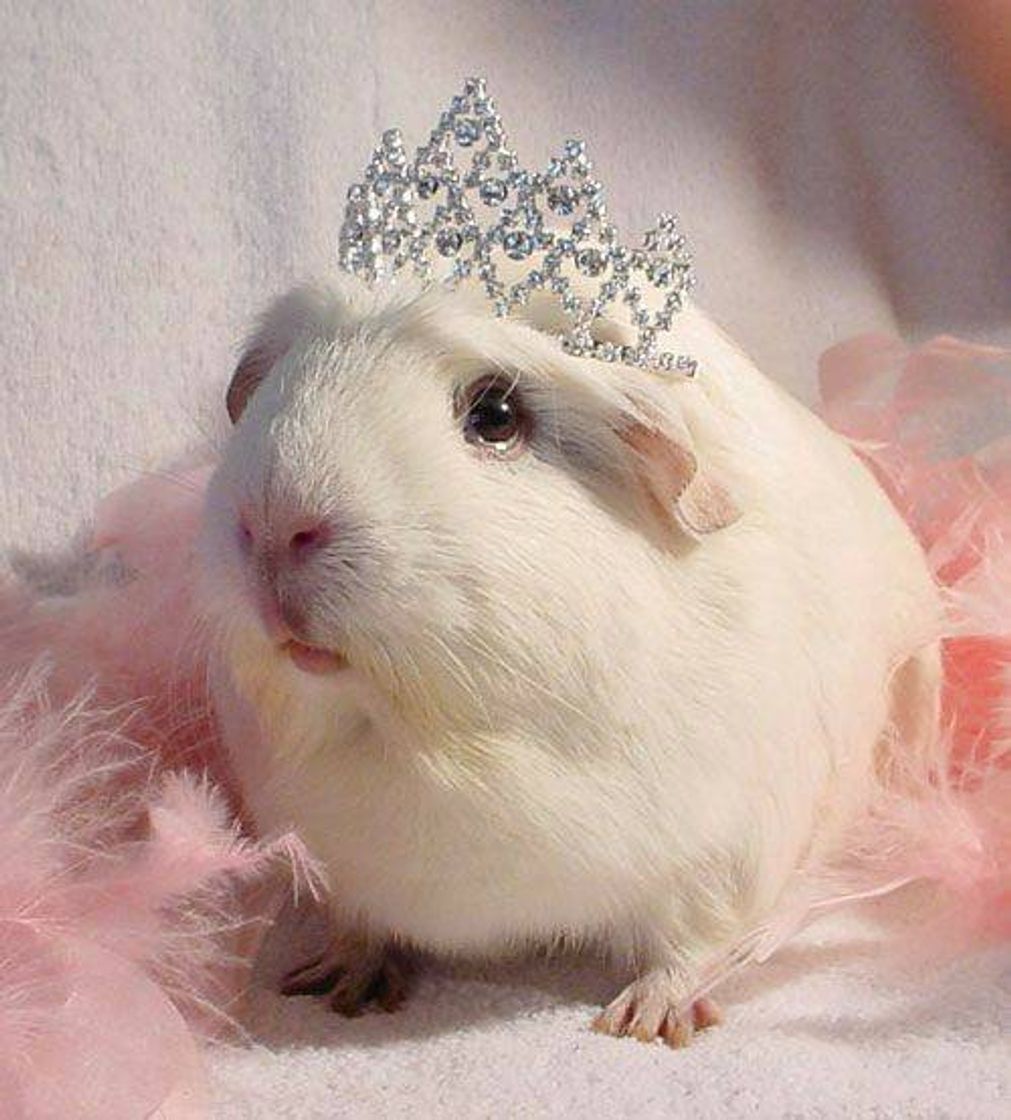 Social Ratinho