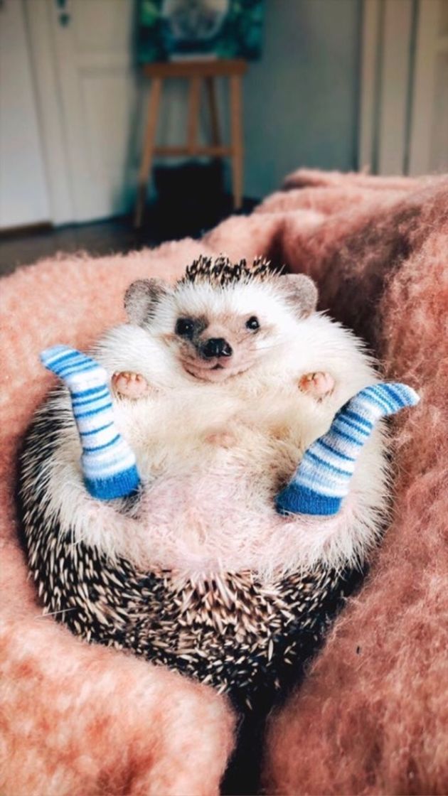 Fashion 🦔