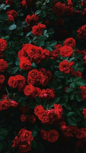rosas vermelhas