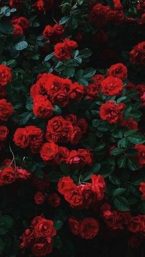 Wallpaper rose🌹