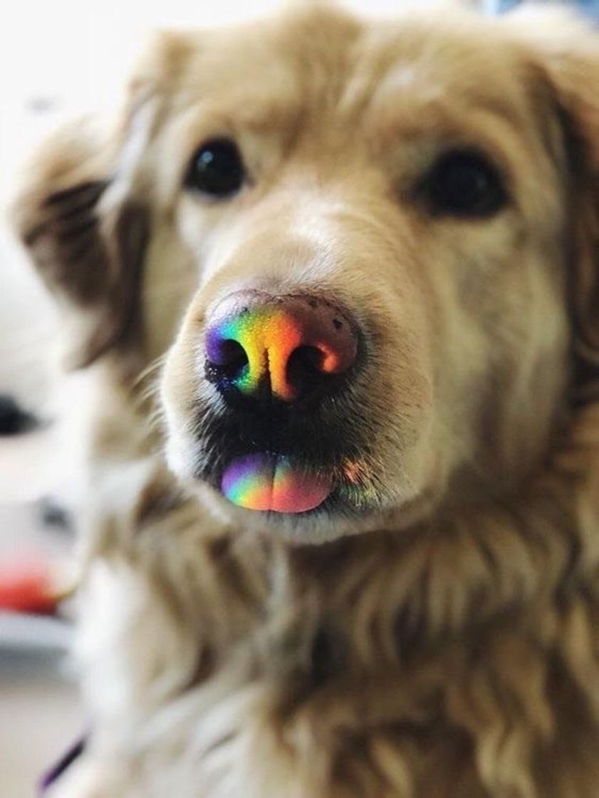 Fashion Dog 🌈