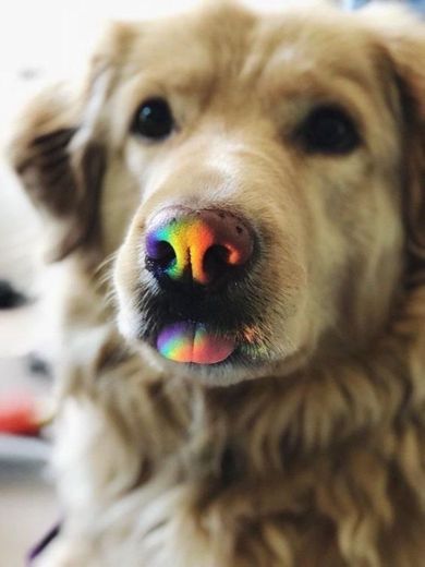 Dog 🌈