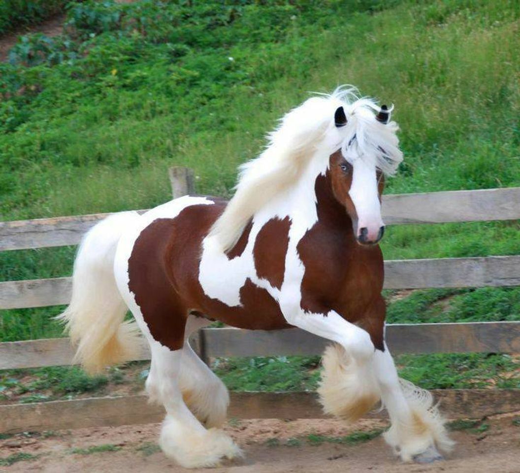 Moda 🐎esse veio direto dos meus sonhos queria todos🐎