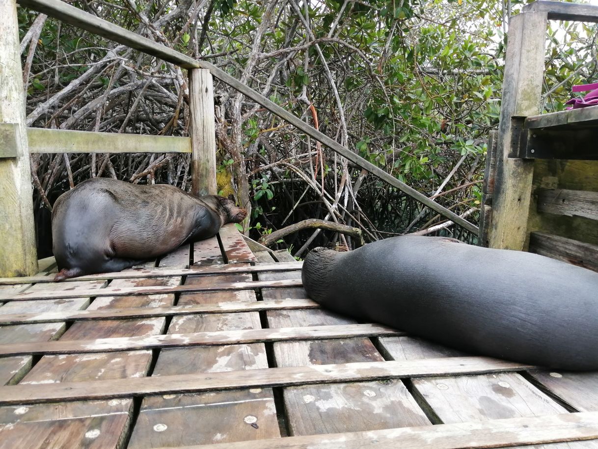 Lugar Galapagos Island