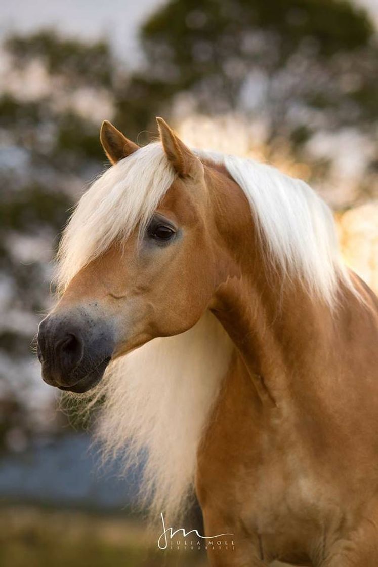 Moda Haflinger, this small caramels from Austria 