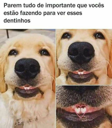 Cãozinho lindo