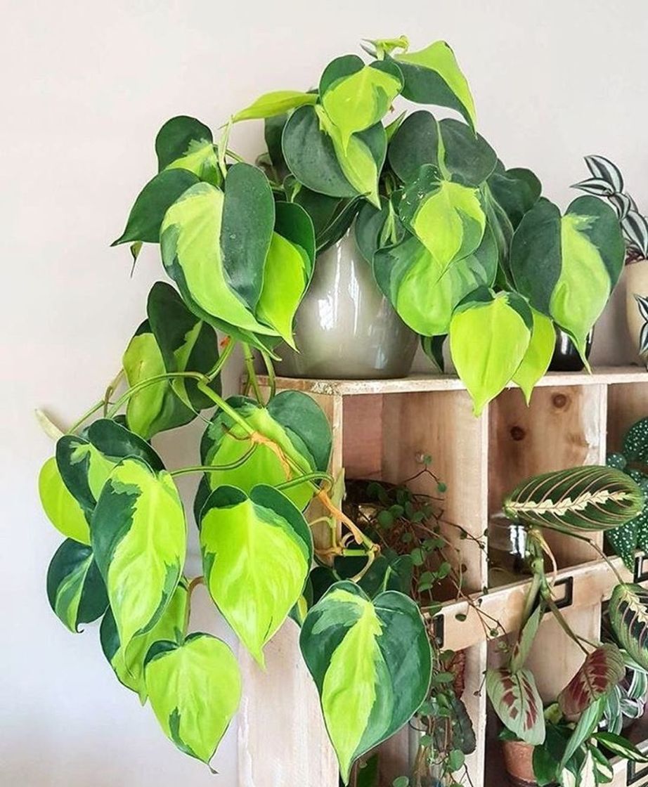 Moda Philodendron