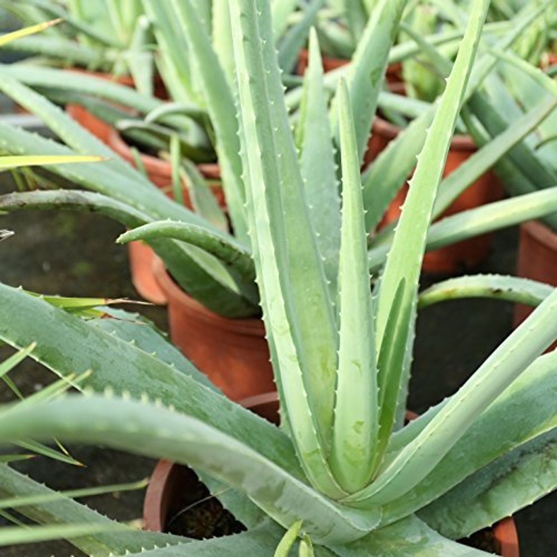 Social Aloe Vera Planta - Maceta 13cm. - Planta viva -