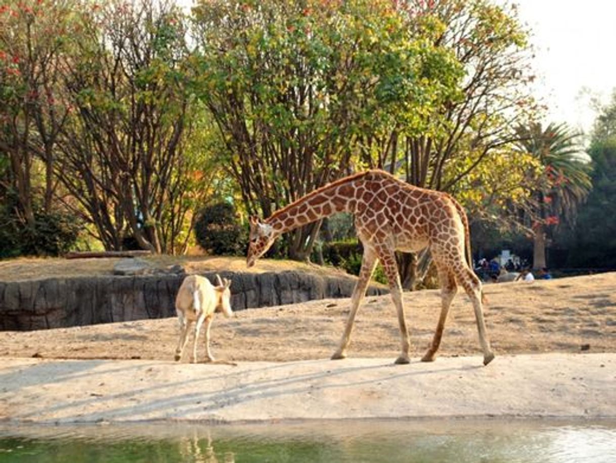 Lugar Zoológico de Chapultepec