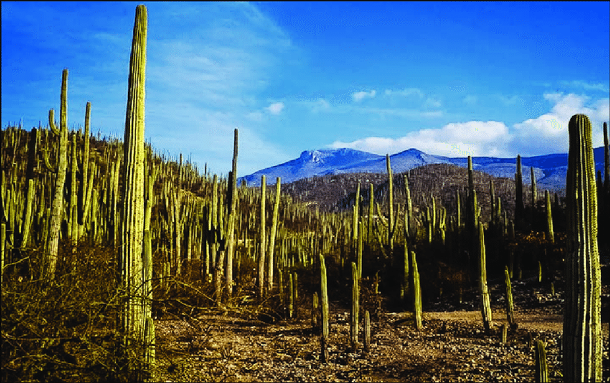 Lugar jardin botanico zapotitlan salinas