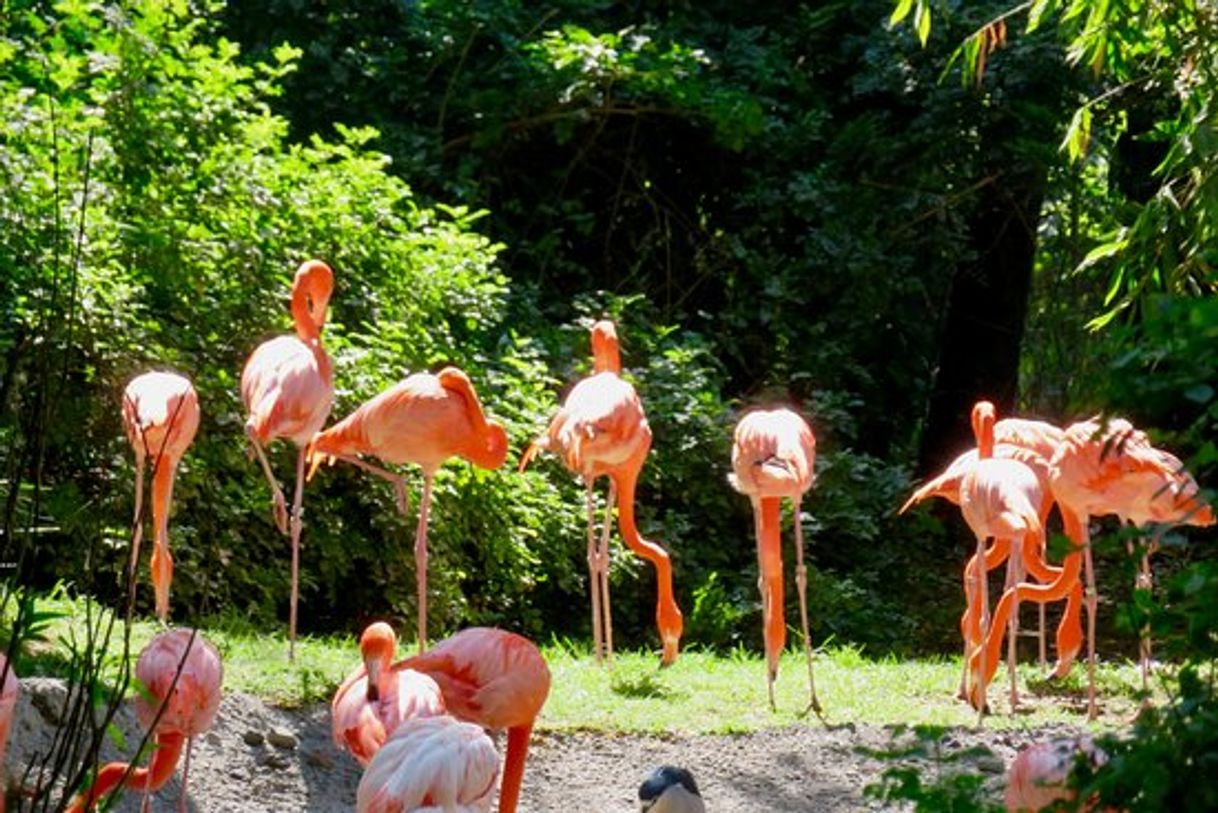 Place Zoológico de Chapultepec