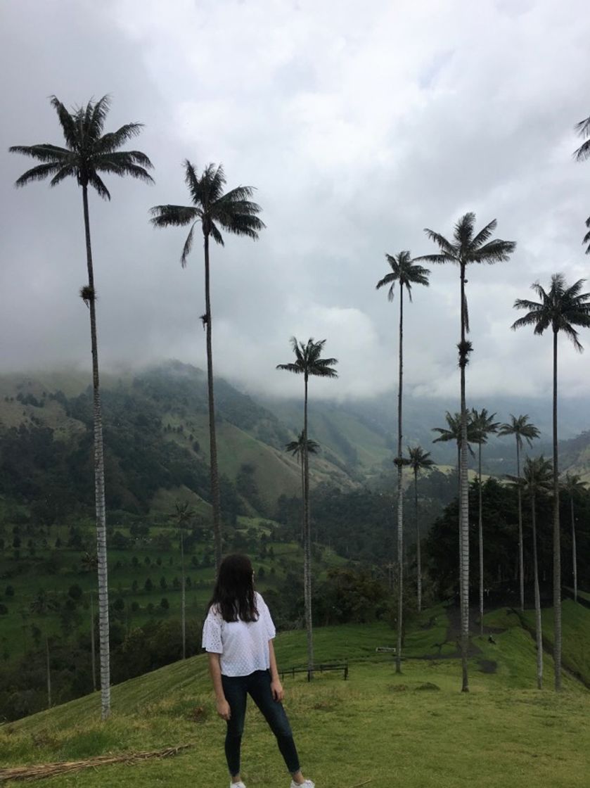 Restaurantes Valle Del Cocora