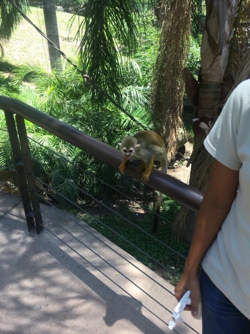 Lugar Zoológico Guadalajara